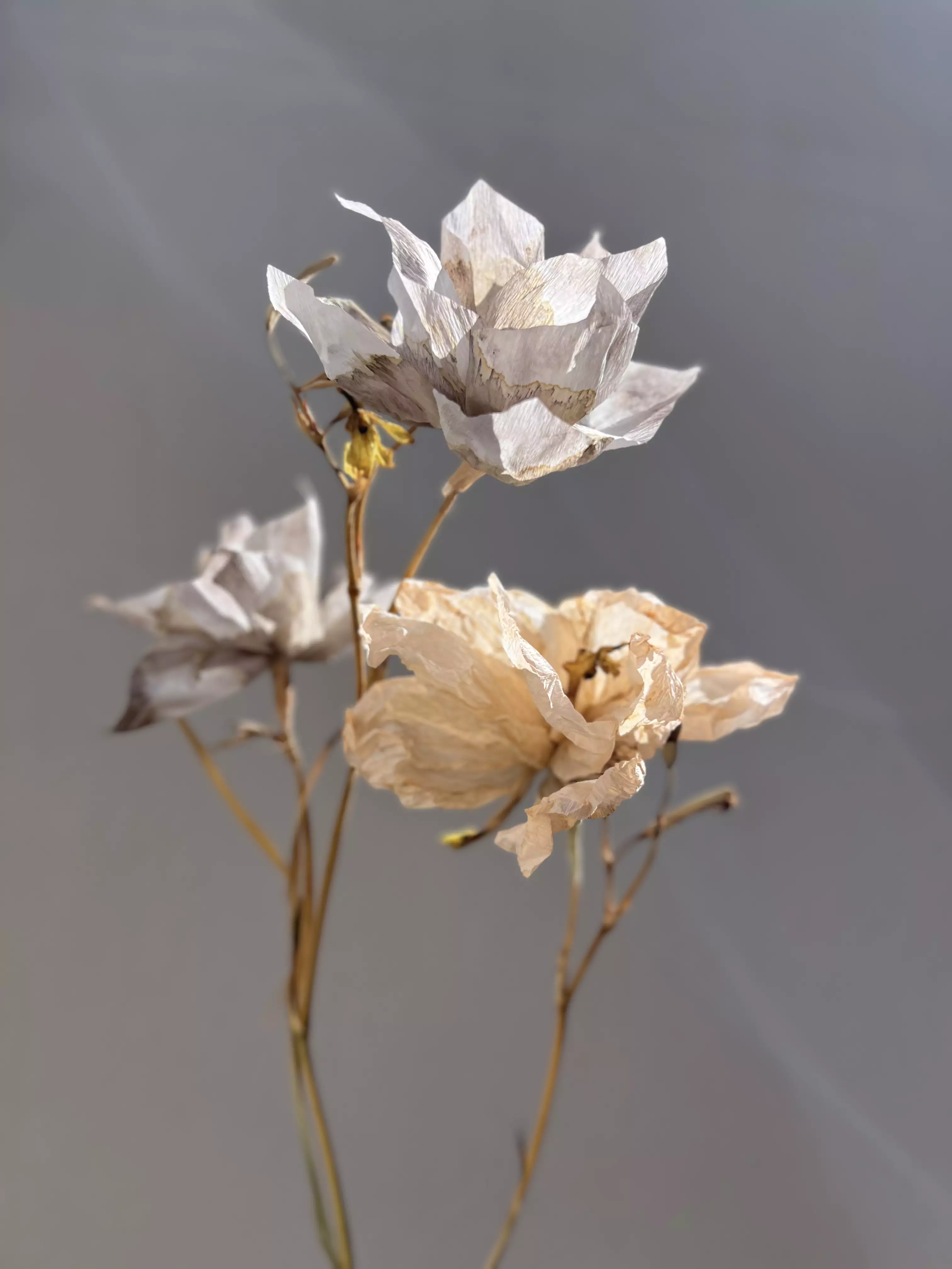 Magnolia