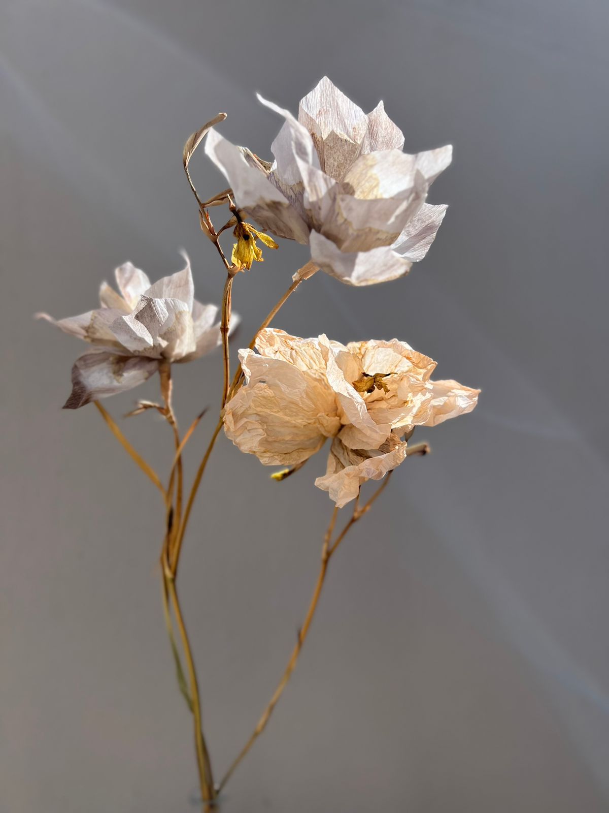 Reales Magnolias y Clavelinas