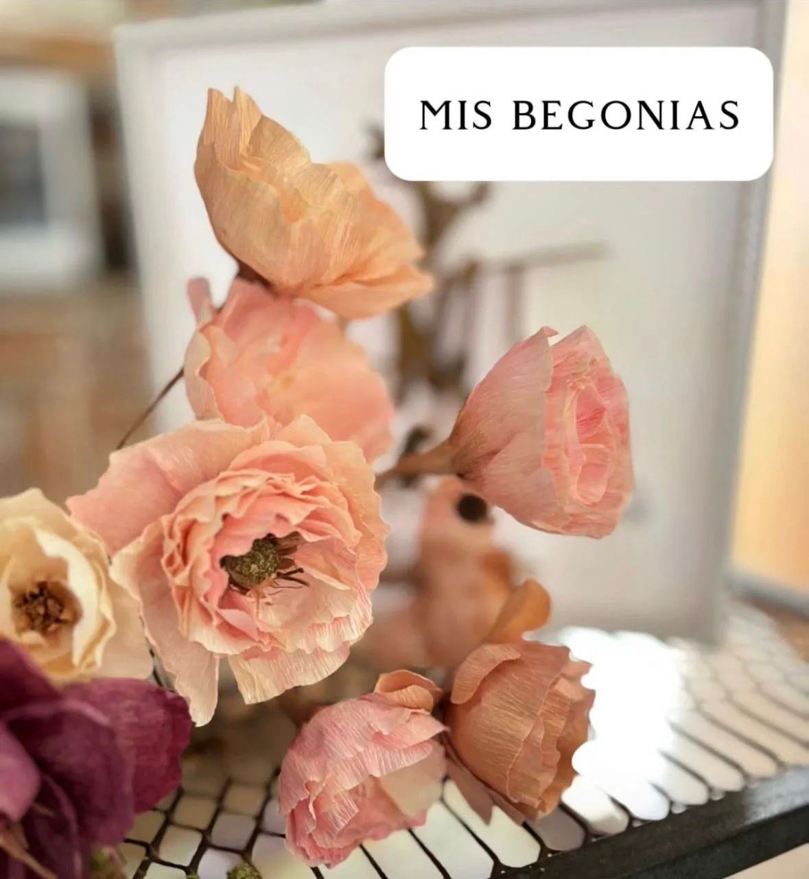 Begonias